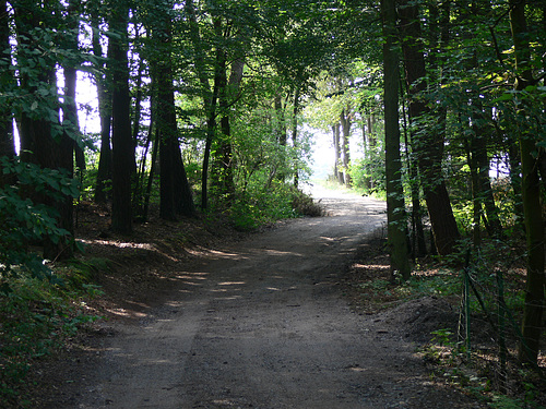 durch den Wald