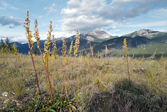 Solidago virgaurea, Canada L1010326