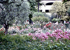 Rosengarten in Grasse  (Diascan)