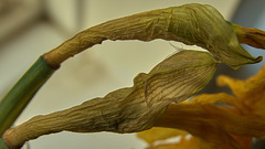 Dead Daff!!