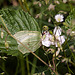 20110519 2666RAw [D~MI] Kleiner Kohlweißling, Großes Torfmoor, Hille