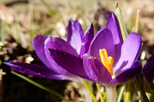 Blüte des Krokus