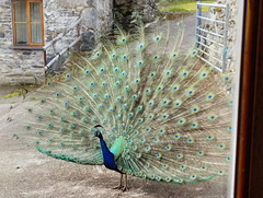 Peacock in full display mode