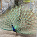 Peacock in full display mode