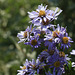 Showy Aster