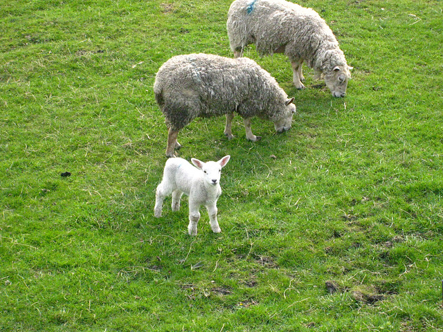 Yorkshire Sheep