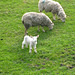 Yorkshire Sheep