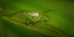 Die Grüne Krabbenspinne (Diaea dorsata) hob ihre Beinchen :)) The Green Crab Spider (Diaea dorsata) lifted its legs :)) L'araignée-crabe verte (Diaea dorsata) a levé ses pattes :))