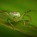 Die Grüne Krabbenspinne (Diaea dorsata) hob ihre Beinchen :)) The Green Crab Spider (Diaea dorsata) lifted its legs :)) L'araignée-crabe verte (Diaea dorsata) a levé ses pattes :))