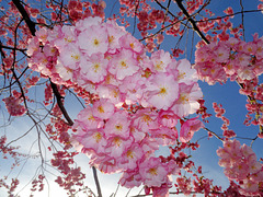 BELFORT: Fleurs de cerisiers 05