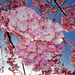 BELFORT: Fleurs de cerisiers 05