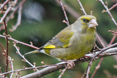 20150305 7088VRTw [D~RI] Grünfink (Carduelis chloris), Rinteln