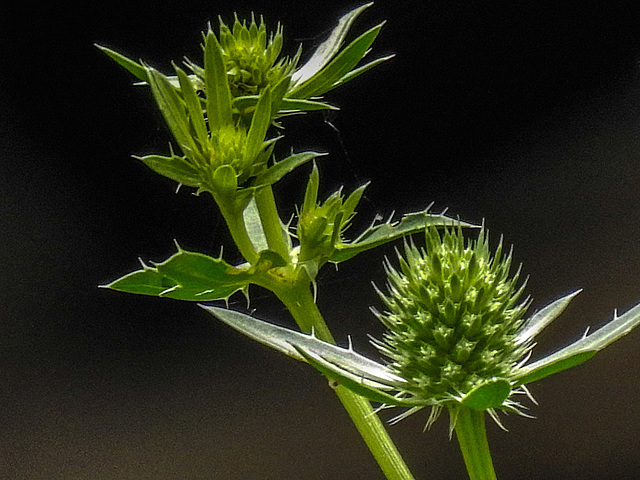 20170704 2263CPw [D~LIP] Edeldistel, Bad Salzuflen