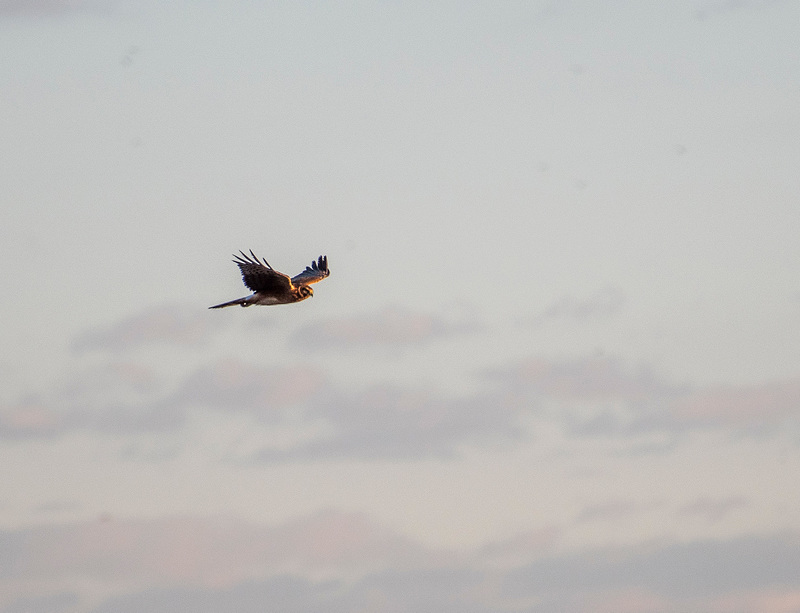 Northern Harrier