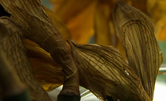 Dead Daff!!