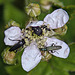 20110519 2668RAw [D~MI] Weißpunktiger Schwertlilienrüssler, Großes Torfmoor, Hille1