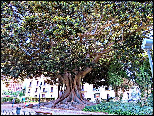 Valencia: jardines de la Glorieta, 4