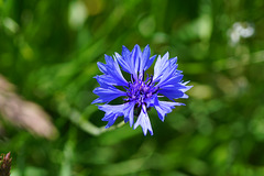 Kornblume am Wegesrand