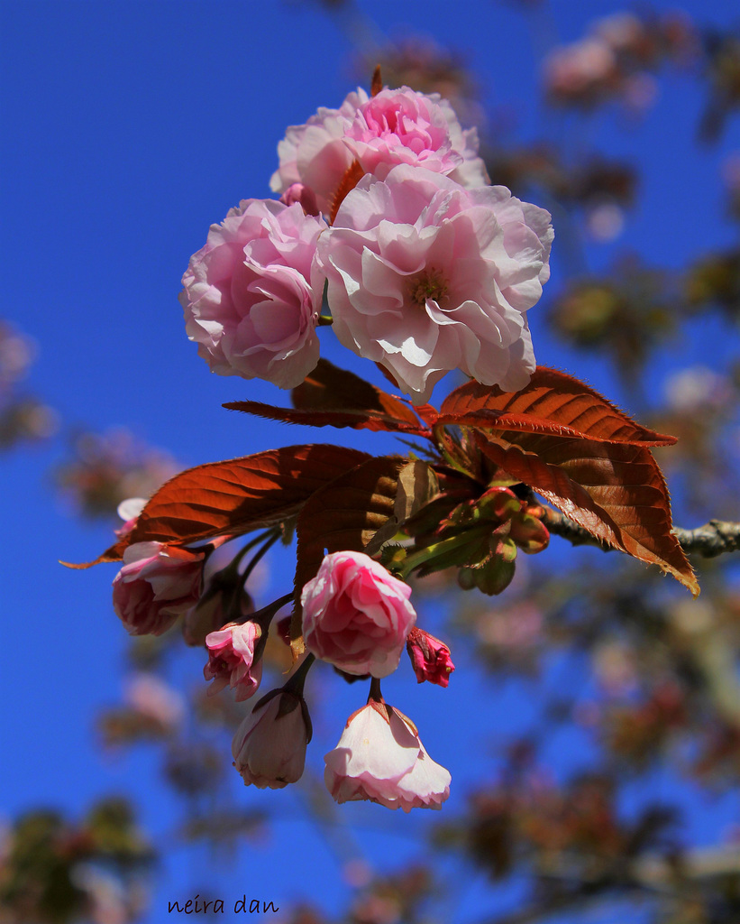 Prunus serrulata-001