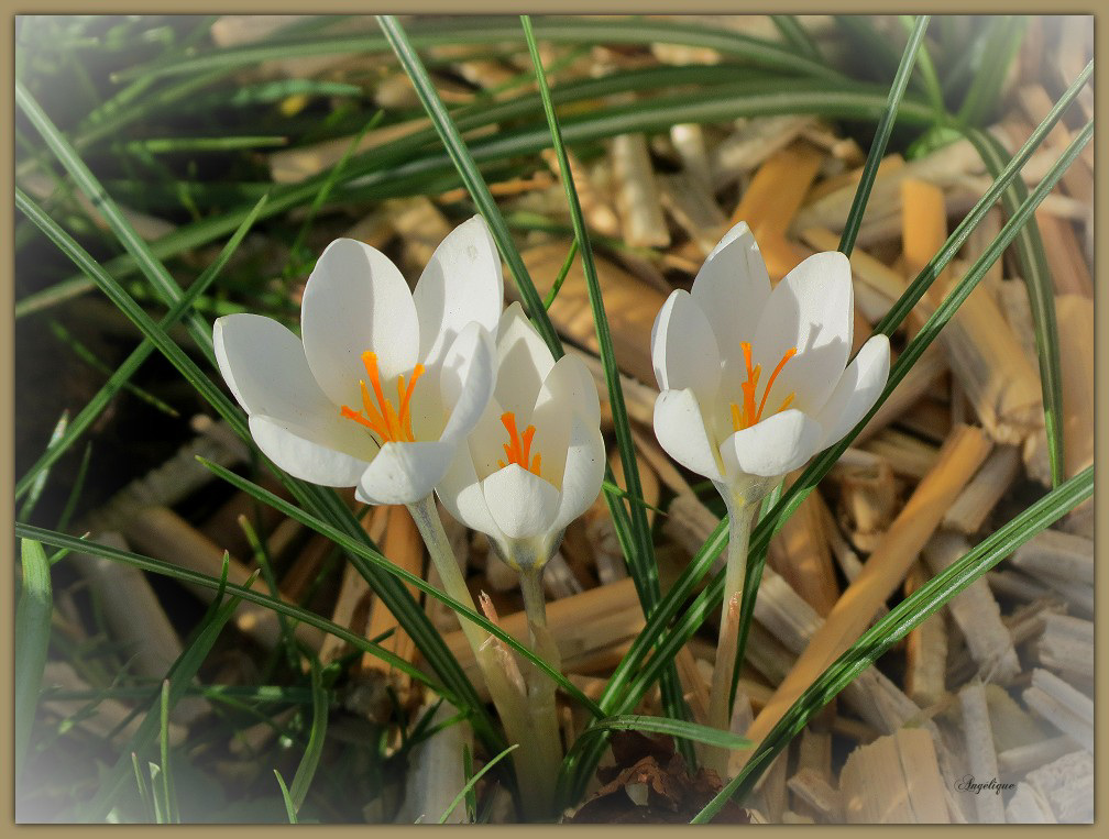 Crocus .............Bon jeudi !