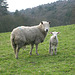 Yorkshire Sheep