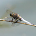 Black-tailed Skimmer m Orthetrum cancellatum 04-07-2012 16-37-50