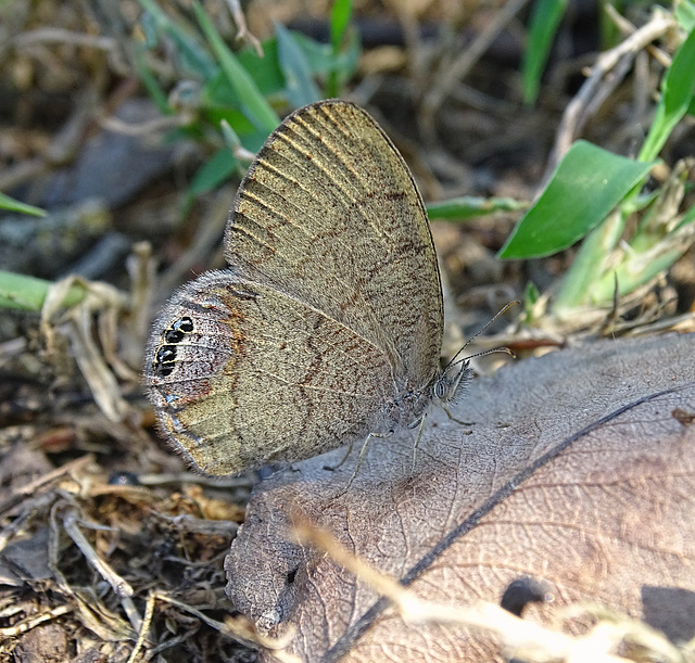 Gemmed Satyr (Cyllopsis gemma) ~ A "first" for here !