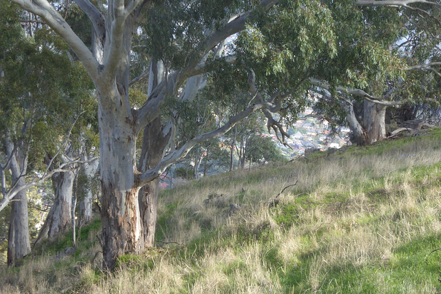 Red Gum slope