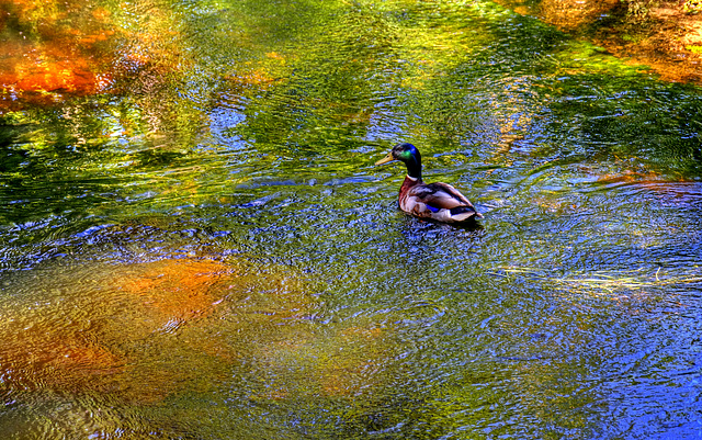 A duck on the Derwent, North Yorkshire