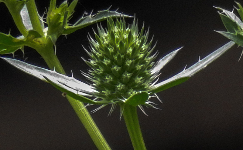 20170704 2264CPw [D~LIP] Edeldistel, Bad Salzuflen