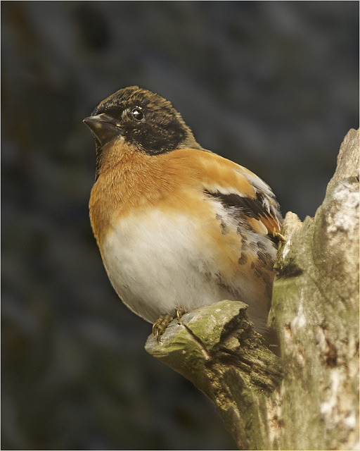 A Brambling