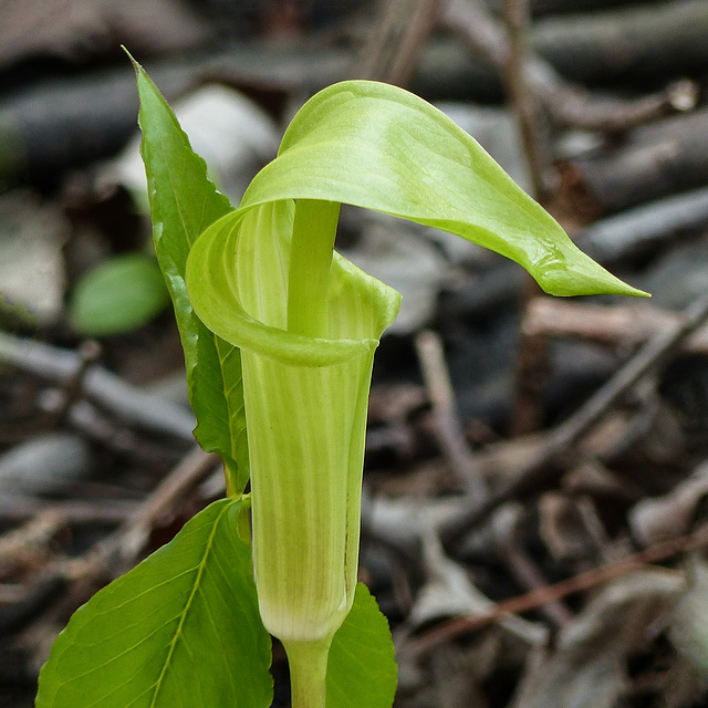 Day 4, Jack-in-the-pulpit / Arisaema triphyllum, Pt Pelee