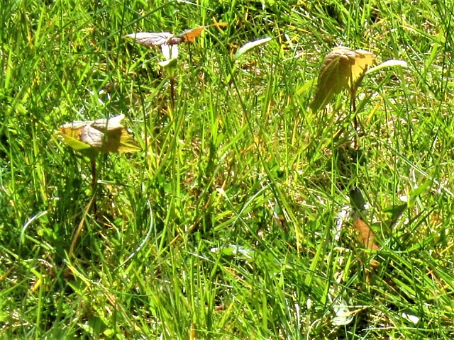 Damn sycamore seeds fell onto the grass