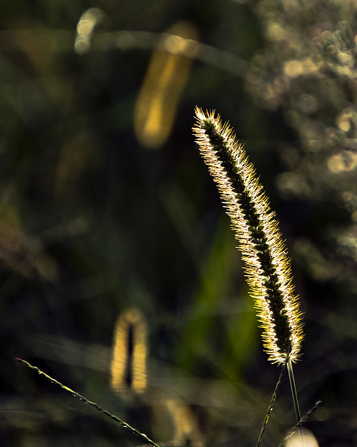 Needles of the light