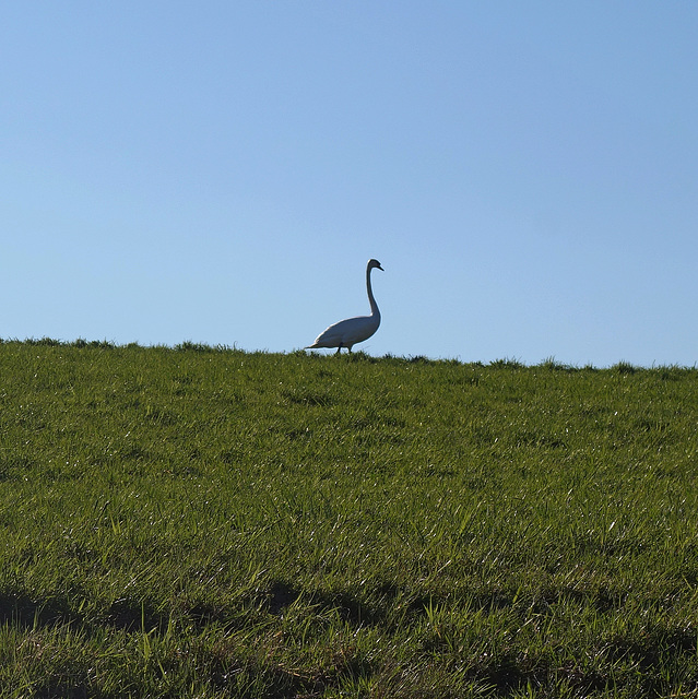 solitär