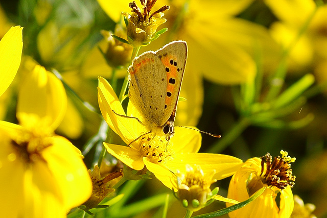 Kleiner Feuerfalter auf sommerlichen Blumen