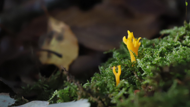 Le petit monde des sous-bois