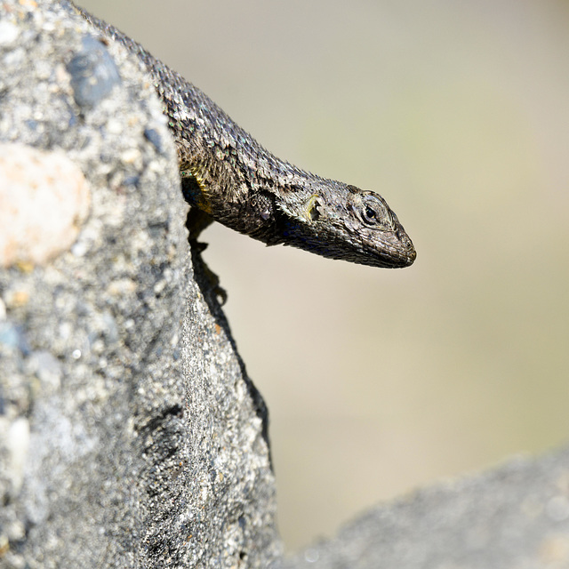 Lizard on a rock