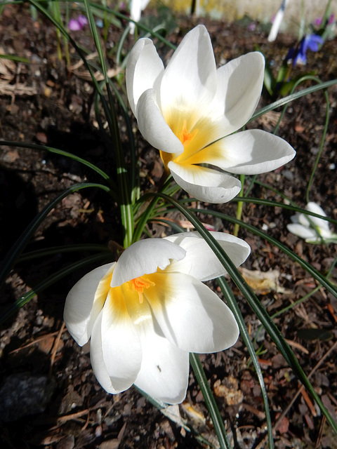 Crocus alba