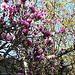 Magnolia