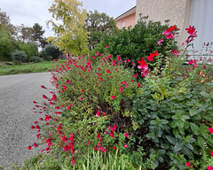 Salvia microphylla ou Sauge de Graham**********