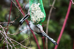 20150305 7091VRTw [D~RI] Schwanzmeise (Aegithalos caudatus), Rinteln