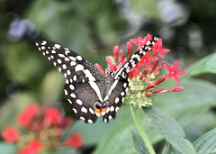 Zitronenschmetterling