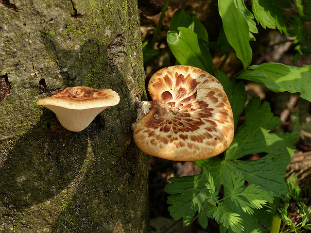 Day 4, fungi, Pt Pelee