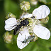 20110519 2670RAw [D~MI] Käfer, Weißpunktiger Schwertlilienrüssler, Großes Torfmoor, Hille