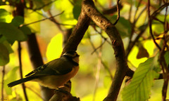 Mésange bleue dans un milieu jaune