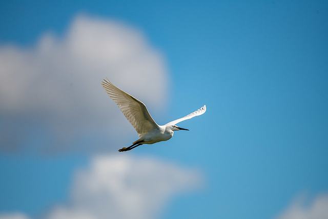 Little egret