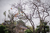 Persimmon tree