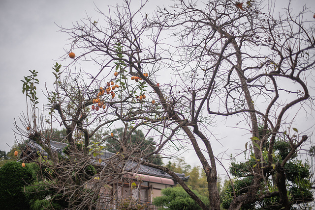 Persimmon tree