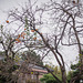 Persimmon tree